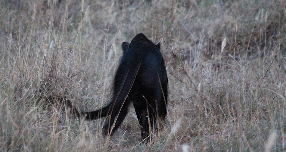 schwarzer Leopard, Giza auf der Pirsch, Laikipia