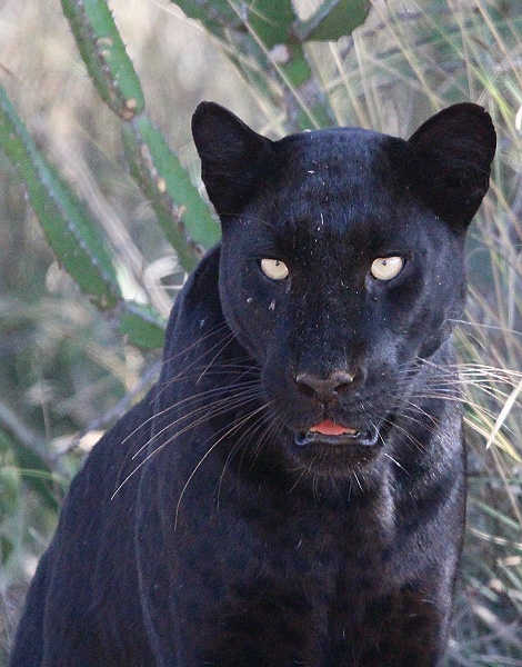 Black Panther / schwarzer Leopard; Giza, Laikipia