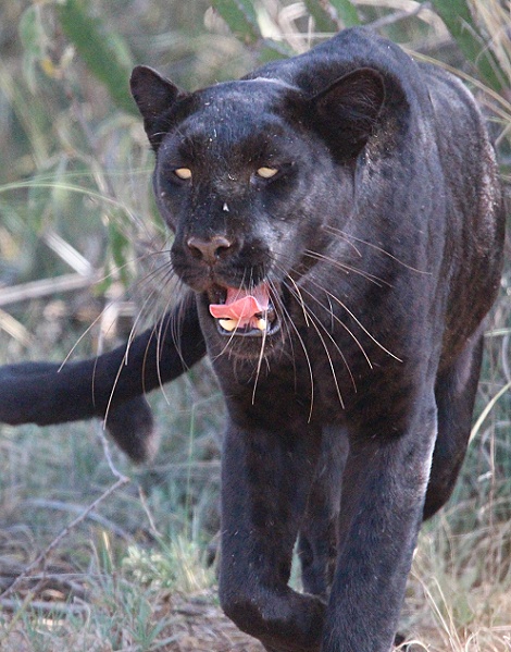 Black Panther / schwarzer Leopard; Giza, Laikipia