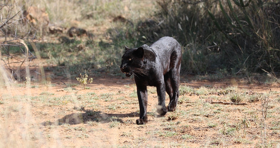 schwarzer Leopard! Giza auf der Pirsch und Beutesuche