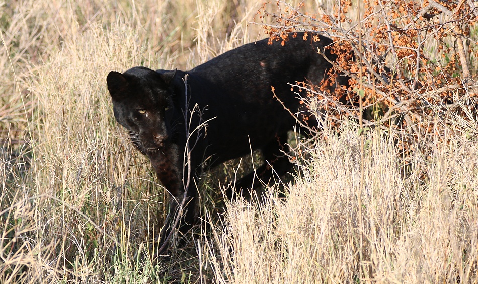schwarzer Leopard! Giza auf der Pirsch und Beutesuche