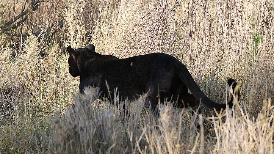 schwarzer Leopard! Giza auf der Pirsch und Beutesuche