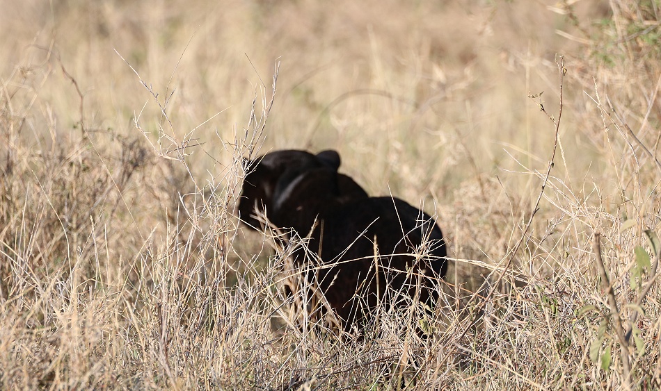 schwarzer Leopard! Giza auf der Pirsch und Beutesuche