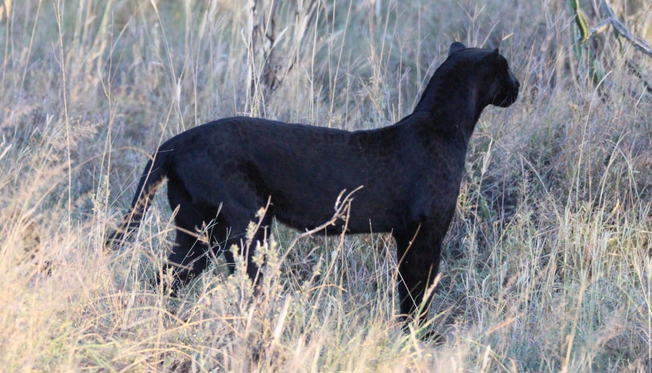 Giza, schwarzer Panther, Leopard in Laikipia