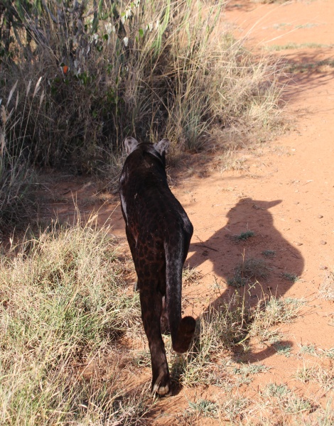 schwarzer Leopard! Giza auf der Pirsch und Beutesuche
