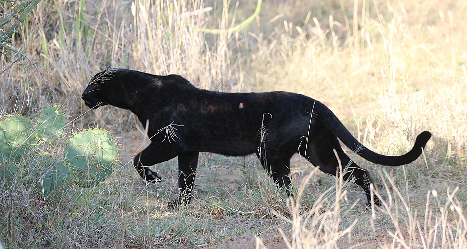 schwarzer Leopard! Giza auf der Pirsch und Beutesuche