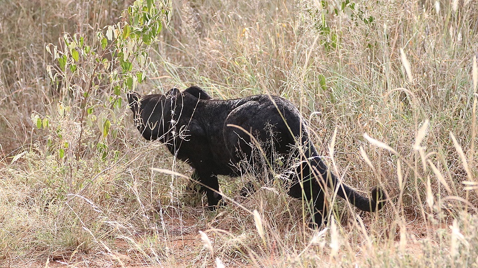 schwarzer Leopard! Giza auf der Pirsch und Beutesuche