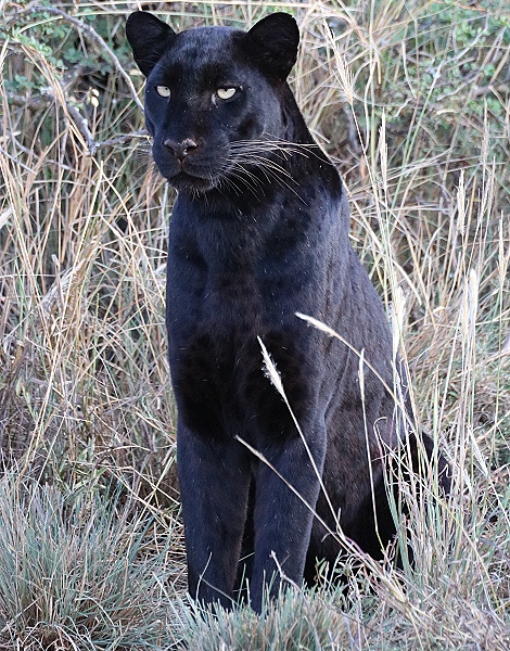 Black Panther /schwarzer Leopard, Giza