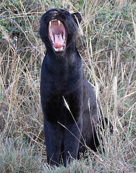 Black Panther /schwarzer Leopard, Giza