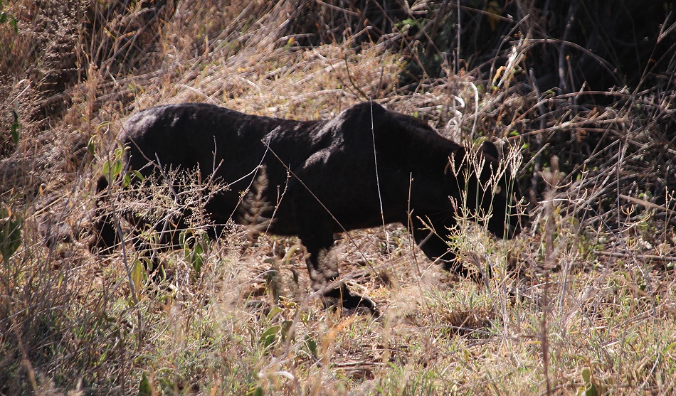schwarzer Leopard Giza entdeckt vermeintliche Beute, Laikipia