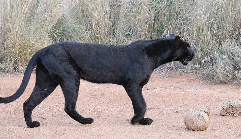 Giza, schwarzer Panther, Leopard in Laikipia