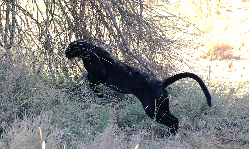 schwarzer Leopard, Giza verfehlt Beute nur knapp, Laikipia