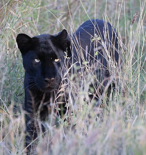 Giza, schwarzer Panther, Leopard in Laikipia
