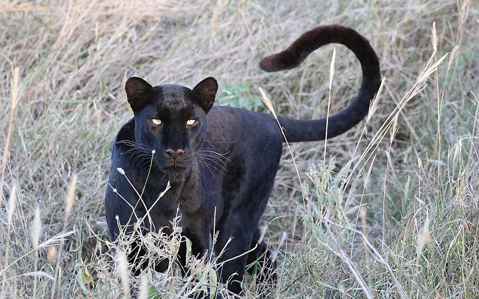Giza, schwarzer Panther, Leopard in Laikipia