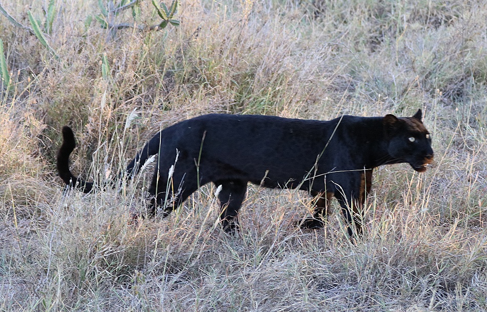 Giza, schwarzer Panther, Leopard in Laikipia