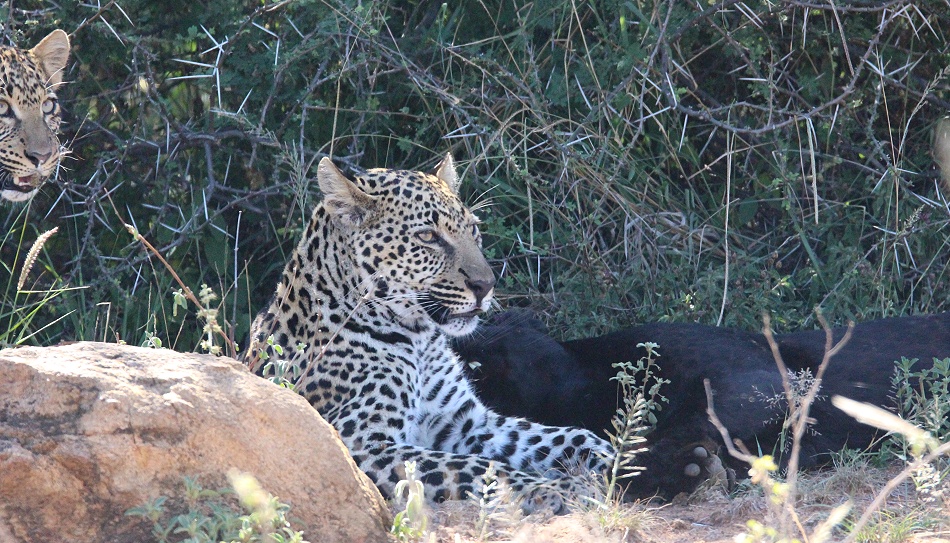 schwarzer Leopard / Panther; Giza und ihre Jungen