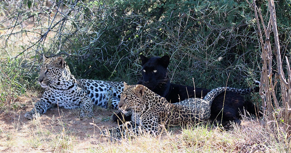 schwarzer Leopard / Panther; Nyota, Giza, Zawadi