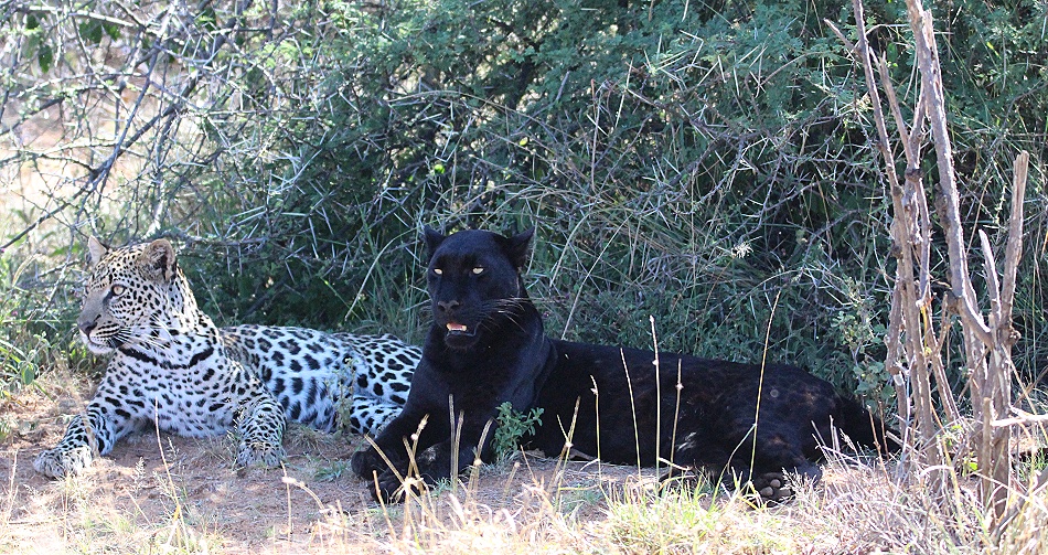 schwarzer Leopard / Panther; Giza und ihr Sohn Nyota
