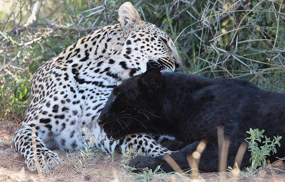 schwarzer Leopard / Panther; Nyota, Giza, Zawadi