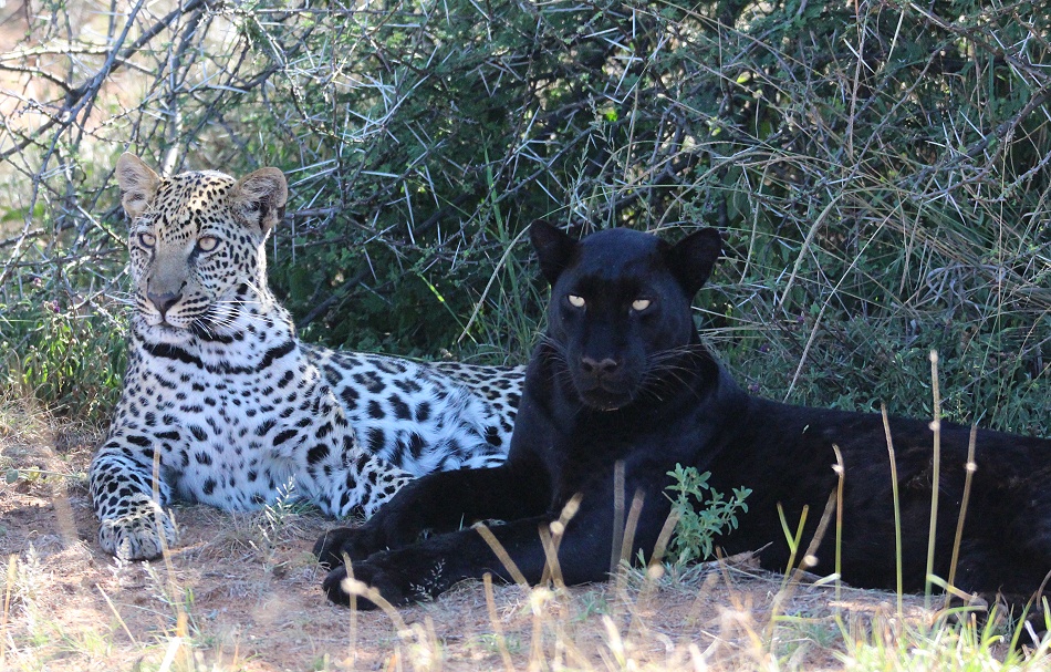schwarzer Leopard / Panther; Nyota, Giza, Zawadi
