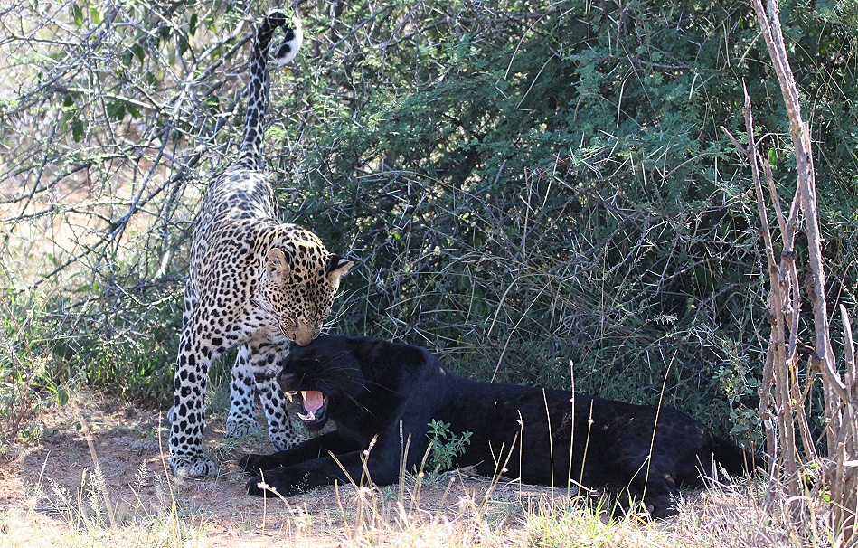 schwarzer Leopard / Panther; Nyota, Giza, Zawadi