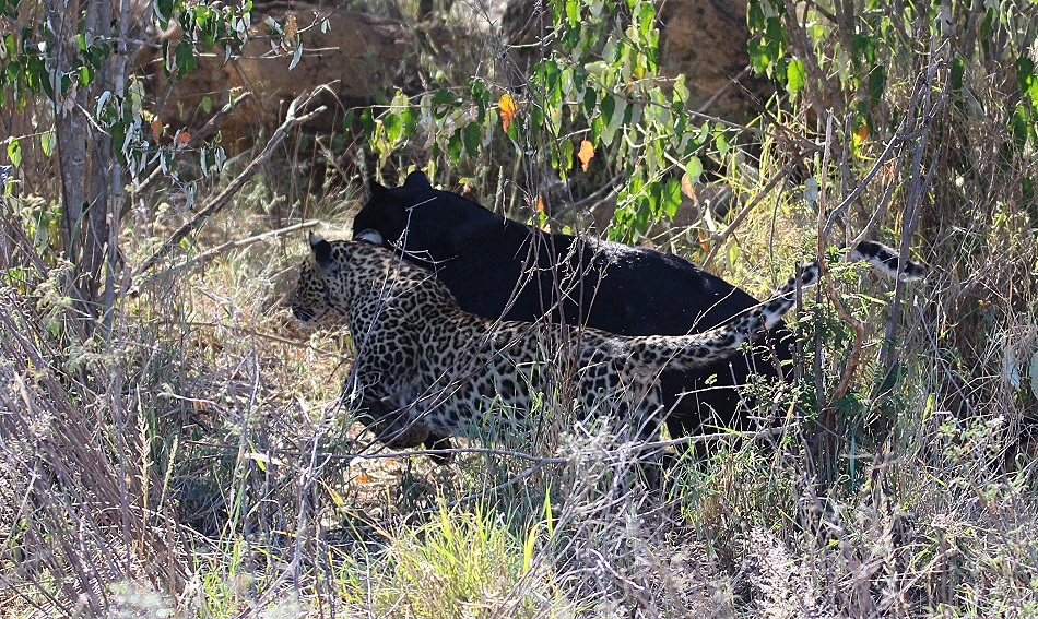 Zawadi, Tochter der schwarzen Leopardin Giza