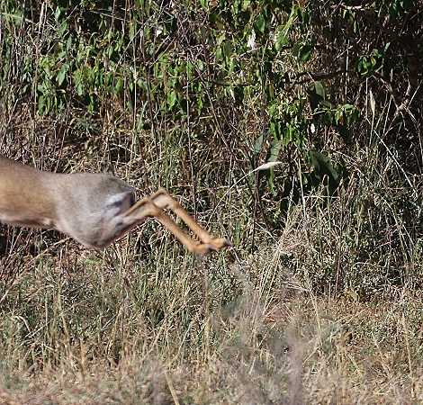Giza und Tochter Zawadi jagen Dik Dik