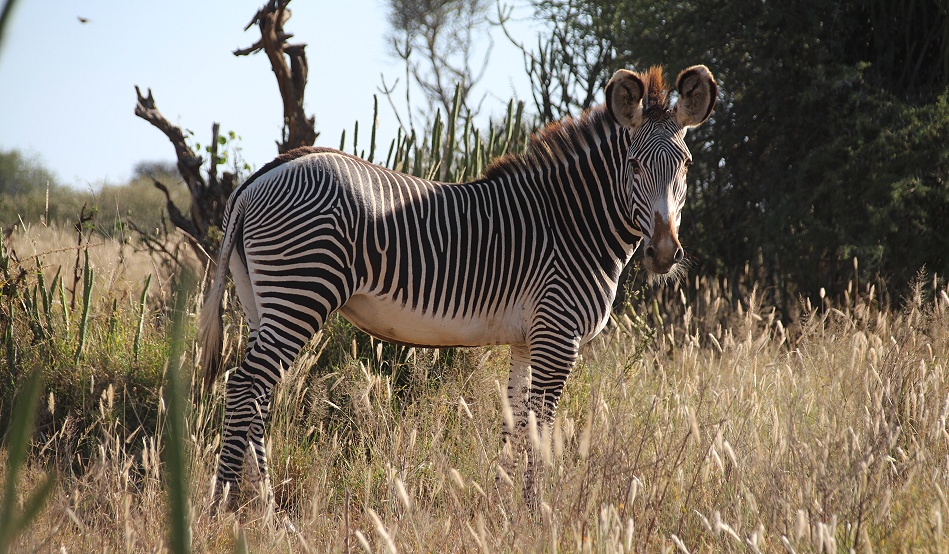 Grevyzebra, Laikipia
