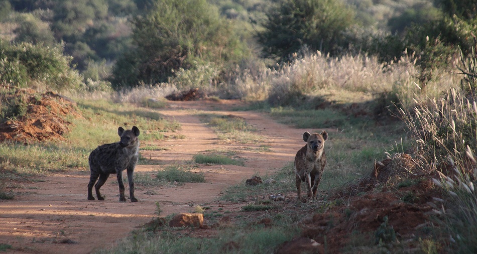 T&uuml;pfelhy&auml;nen im Revier des schwarzen Leoparden, Laikipia