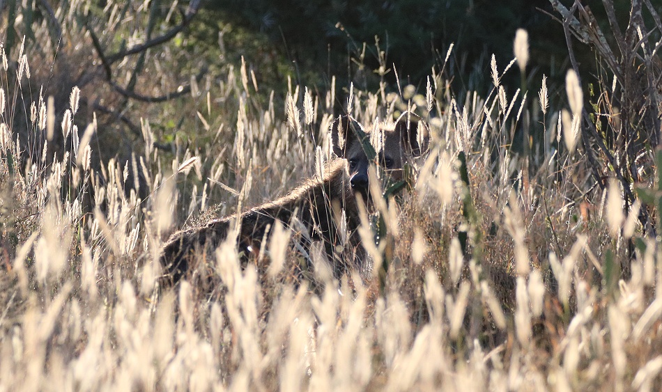 T&uuml;pfelhy&auml;nen im Revier des schwarzen Leoparden, Laikipia