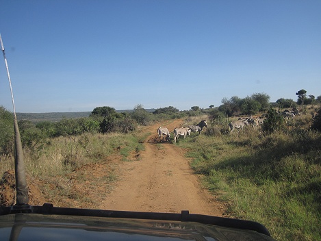 Game Drive im Mpala Gebiet, Laikipia