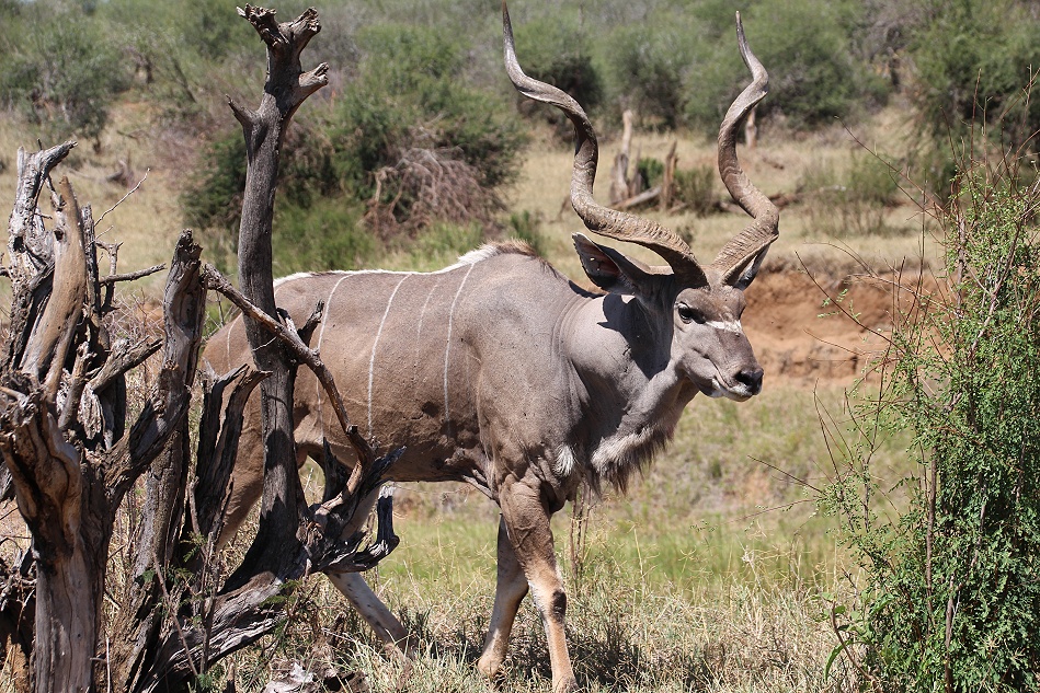 Gro&szlig;er Kudu Bulle, Laikipia