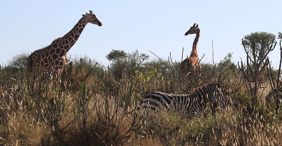 Netzgiraffe und Steppenzebra, Laikipia