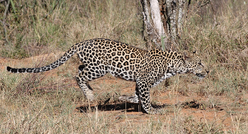 Nyota, Sohn der schwarzen Leopardin Giza