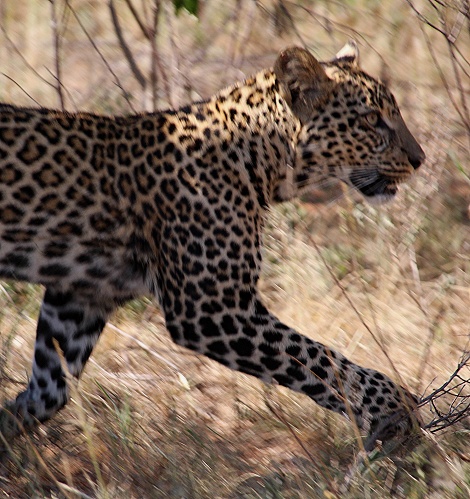 Nyota, Sohn der schwarzen Leopardin Giza