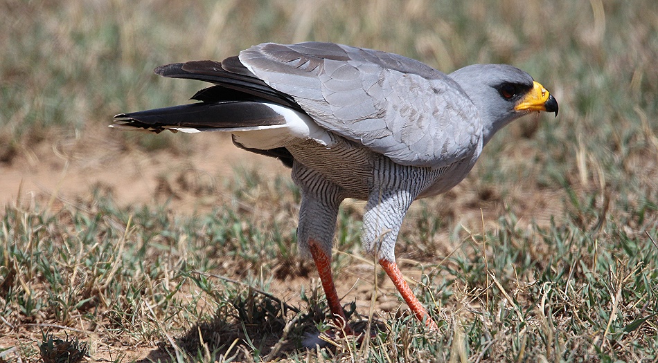 Gro&szlig;er Kudu Bulle, Laikipia