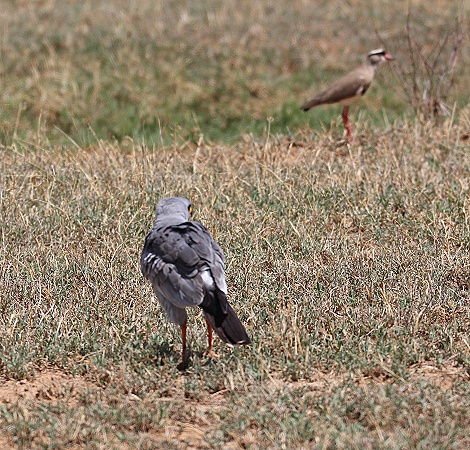 &Ouml;stlicher Singhabicht