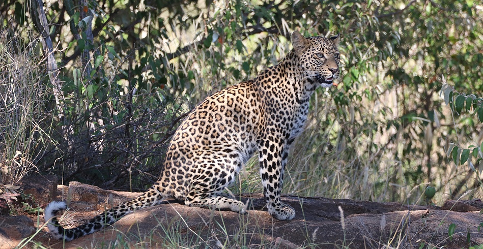 Zawadi, Tochter der schwarzen Leopardin Giza / Panther