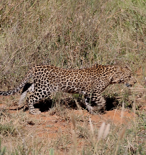 Zawadi, Tochter der schwarzen Leopardin Giza