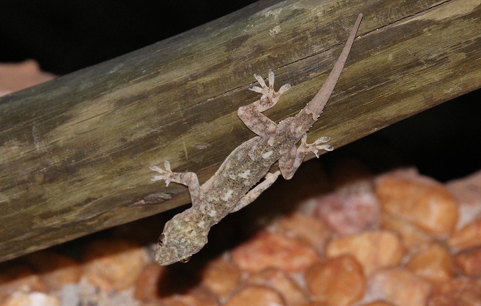 Hausgecko im Lions Cave Camp