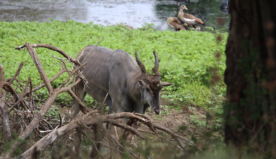 Eland Antilope, Bura Dam Taita Hills
