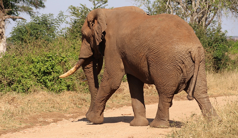 rote Elefanten im Lumo Conservancy