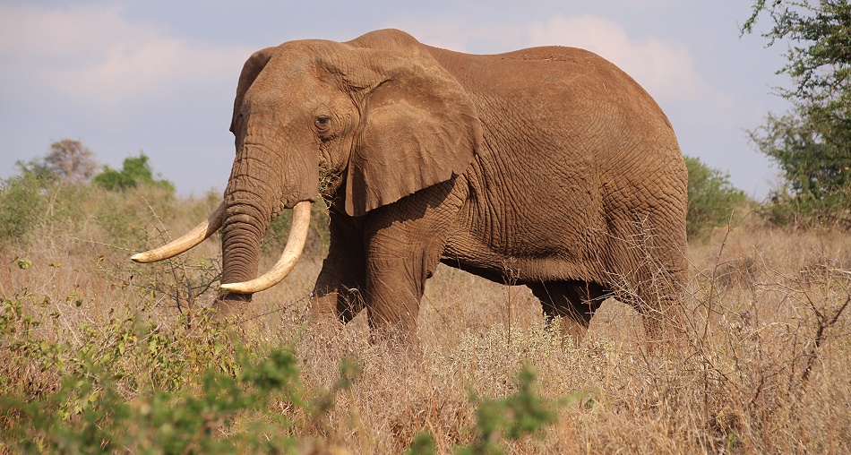 rote Elefanten im Lumo Conservancy