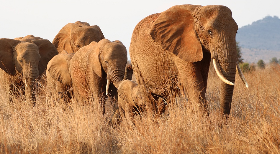 rote Elefanten im Lumo Conservancy