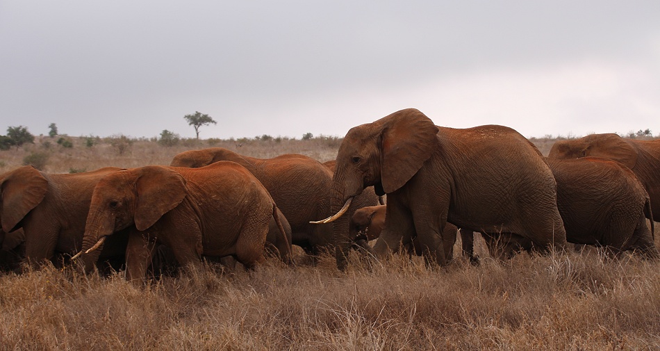 nerv&ouml;se Elefantenherde im Lumo Reservat