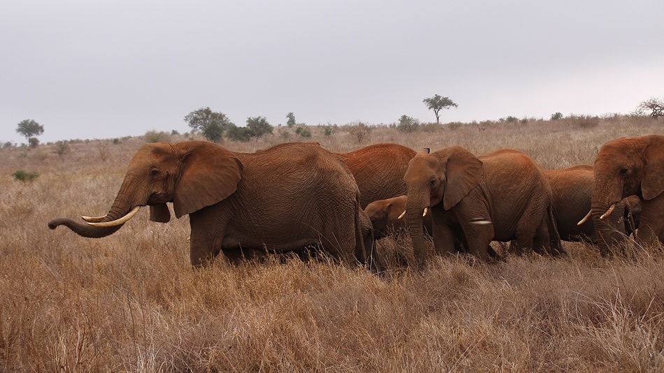 nerv&ouml;se Elefantenherde im Lumo Reservat