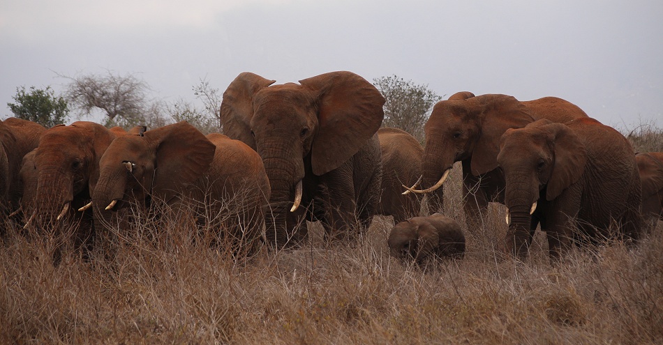 nerv&ouml;se Elefantenherde im Lumo Reservat
