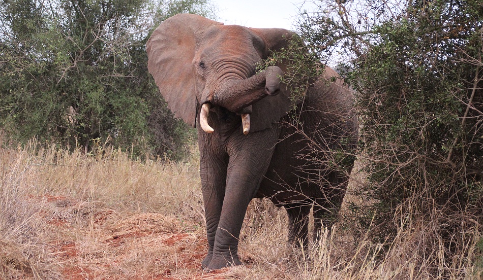 rote Elefanten im Lumo Conservancy