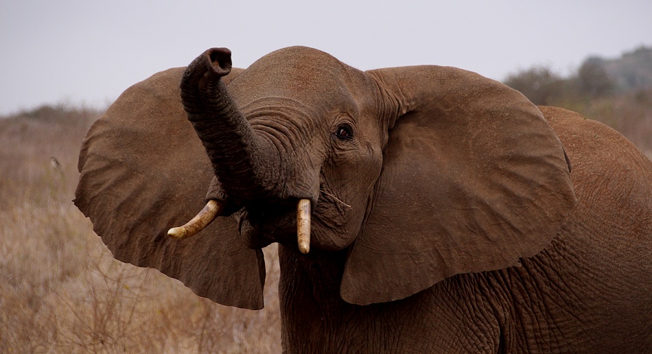 junge drohende Elefantenkuh, Lumo Conservancy