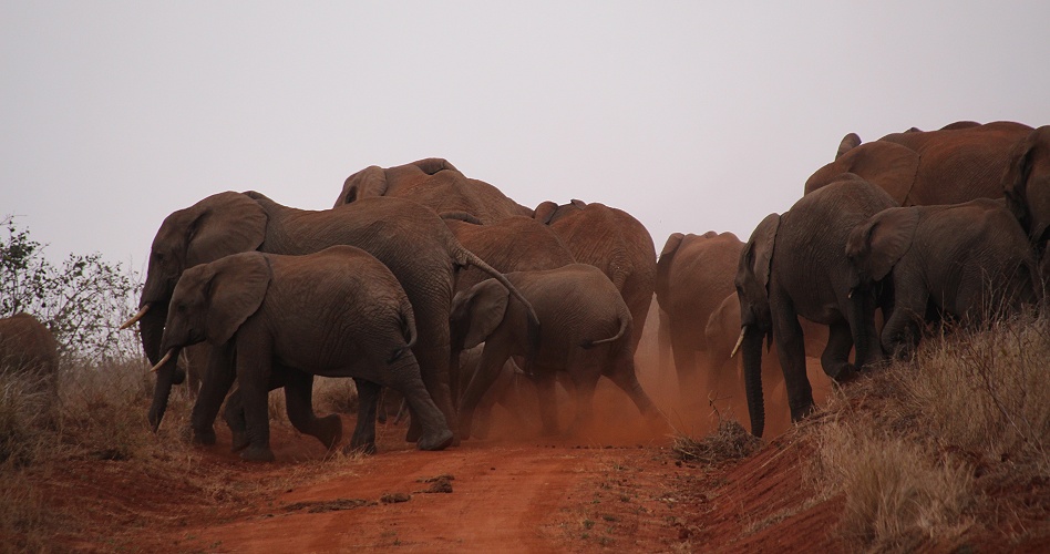 nerv&ouml;se Elefantenherde im Lumo Reservat